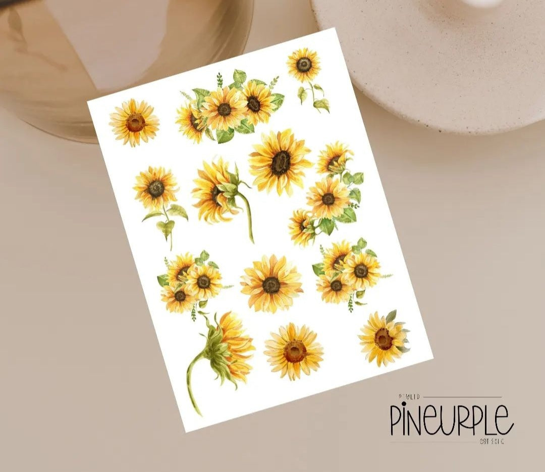 Sunflower variety
