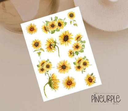 Sunflower variety